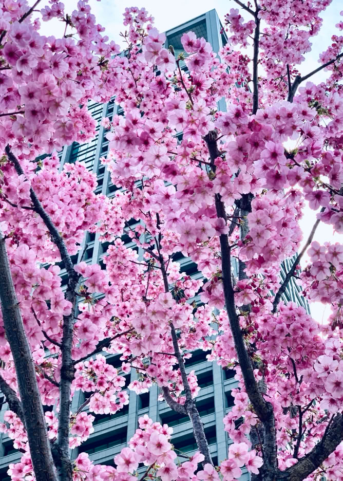 Photo  賀川義規　Yoshinori Kagawa 　大腸がん　手術　消化器外科　皇居　大阪　亀　紅葉　青写真　エクスプレス外来