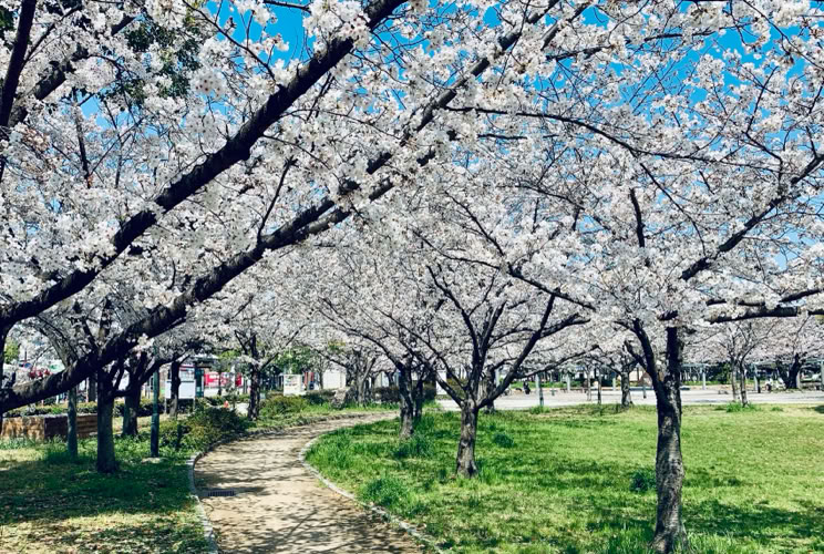 Photo  賀川義規　Yoshinori Kagawa 　大腸がん　手術　消化器外科　皇居　大阪　亀　紅葉　青写真　エクスプレス外来　技術認定　プロクター　ダビンチ　ダビィンチ　daVinci