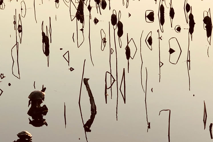 亀　幻想的　写真
