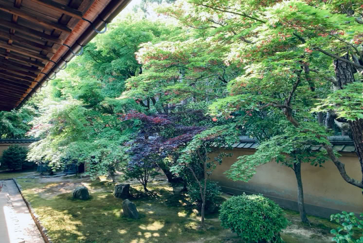 青紅葉　京都　Photo  賀川義規　Yoshinori Kagawa 　大腸がん　手術　消化器外科　皇居　大阪　亀　紅葉　青写真　エクスプレス外来　技術認定　プロクター　ダビンチ　ダビィンチ　daVinci