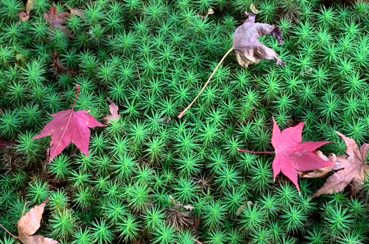 紅葉　こけ　