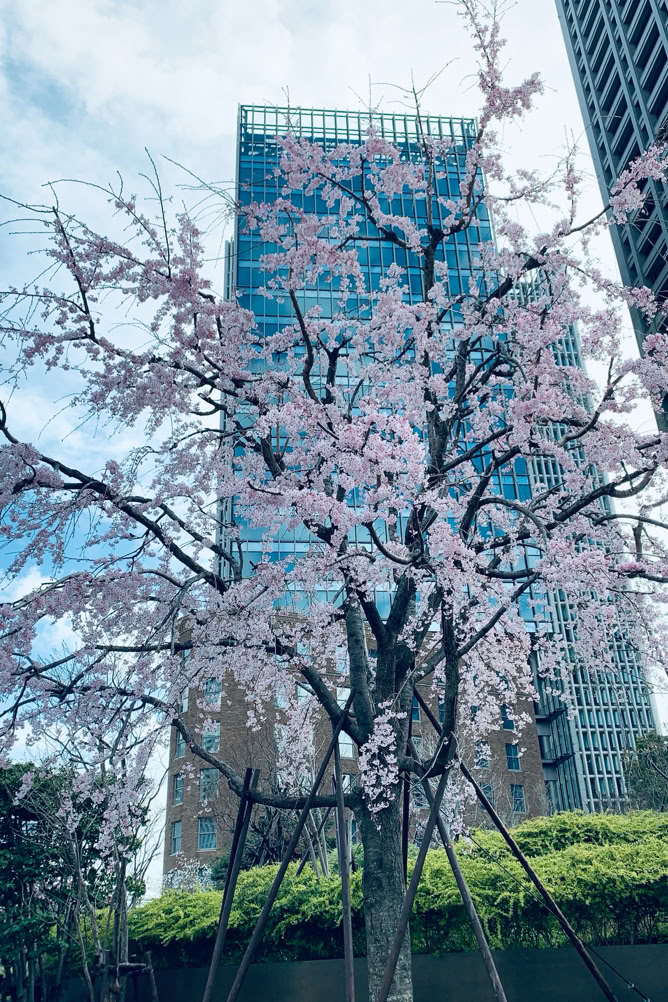 Photo  賀川義規　Yoshinori Kagawa 　大腸がん　手術　消化器外科　皇居　大阪　亀　紅葉　青写真　エクスプレス外来